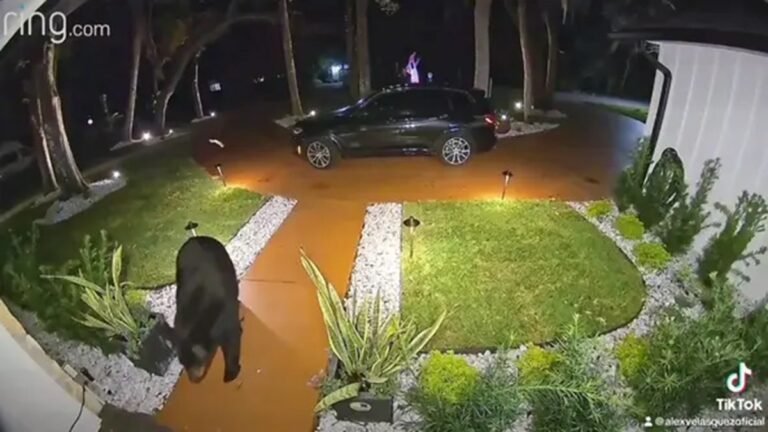 Florida bear caught on camera stealing food delivery order off family’s porch