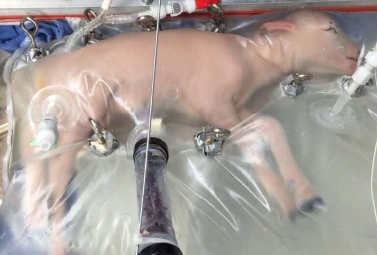 Artificial womb prepares for premature baby use after lamb experiments