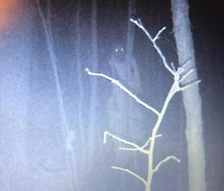 A hunting camera has captured a creepy figure in the woods