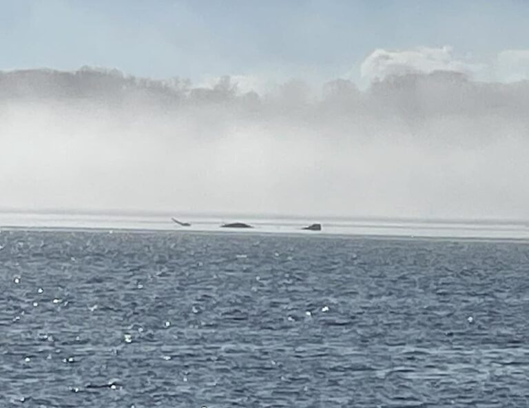 Strange creature photographed in the Hudson River