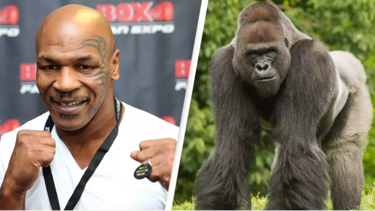 Mike Tyson offered zoo keeper ,000 to fight a silverback gorilla