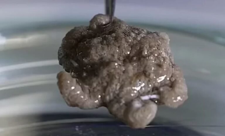 Biologists are baffled by the wrinkled, tentacled ‘cauliflower’ on the ocean floor