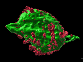 A digital reconstruction of a single nerve cell, colored green, is dotted with smaller red areas.