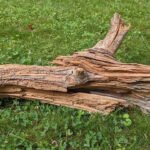 3,000-plus year-old wood on grass