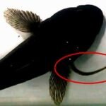 Amazing Footage Shows How Eels Escape Death After Being Swallowed : ScienceAlert