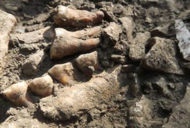 A row of fossilized teeth partly sticking out of dirt and rocks