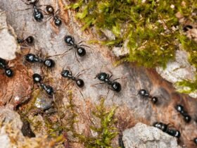 Ants change the way they build nests to stop diseases spreading