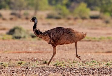 Dinosaurs may have run like emus by keeping one foot on the ground