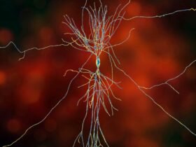 Hippocampus neuron spider on orange.