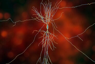 Hippocampus neuron spider on orange.