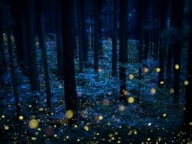 a multi-exposure photograph of a woodland at night with fireflies indicated by tiny blurred yellow spheres of light