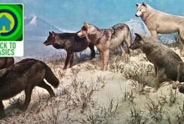 Leader of the pack: How to lead effectively in uncertain times