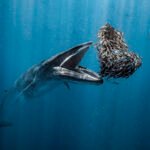 One whale of a meal wins the 2024 Ocean Photographer of the Year competition – colossal