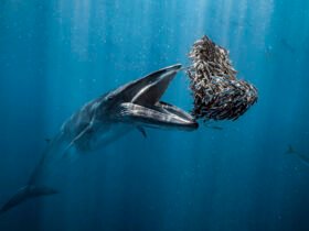 One whale of a meal wins the 2024 Ocean Photographer of the Year competition – colossal