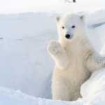 Polar bears only adapted to the Arctic 70,000 years ago