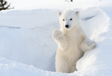 Polar bears only adapted to the Arctic 70,000 years ago