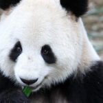 A giant panda nibbles on bamboo.