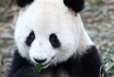 A giant panda nibbles on bamboo.