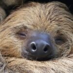 Sloths could be endangered by the end of the century