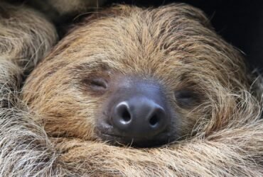 Sloths could be endangered by the end of the century