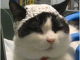 Small crochet hats for cats may cure chronic pain