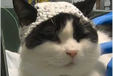 Small crochet hats for cats may cure chronic pain