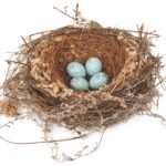 a bobmakierie nest with four blue eggs