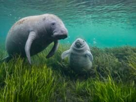 a manatee and her baby rest on grass below the water