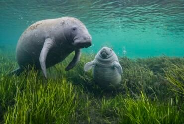 a manatee and her baby rest on grass below the water