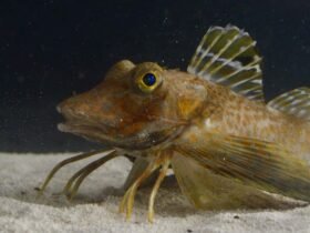 These fish have evolved legs that can find and taste buried food