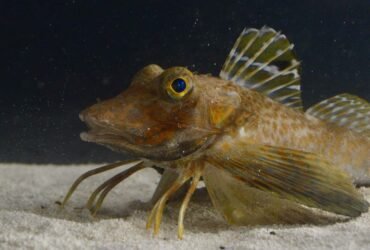 These fish have evolved legs that can find and taste buried food