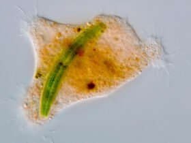 A microscope image of an orange Strigomyxa ruptor amoeba with a green algae cell inside of it.