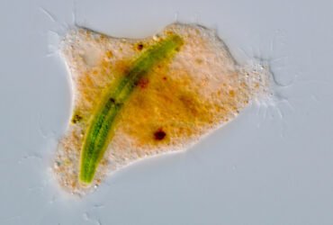 A microscope image of an orange Strigomyxa ruptor amoeba with a green algae cell inside of it.