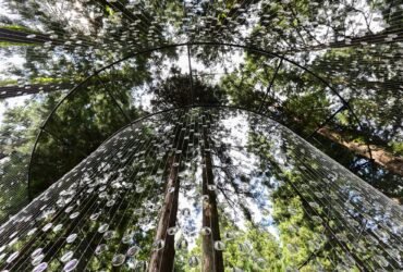 a view looking up at an installation of dangling rows of prescription lenses in a forest