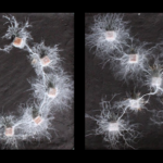 A simple experiment revealed the complex 'thoughts' of fungi