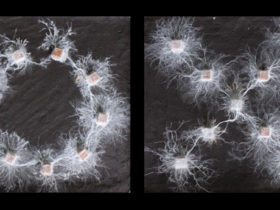 A simple experiment revealed the complex 'thoughts' of fungi