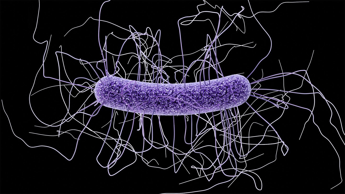 Clostridioides difficile illustration