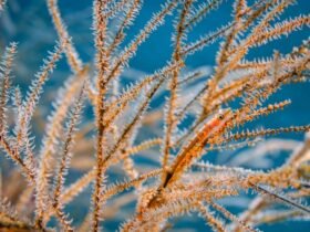 a small, fishlike marine animal camouflages against orange tendrils underwater