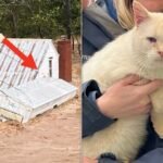 Cat Who Floated Away On Top Of Camper Roof Finds Way Back To Family