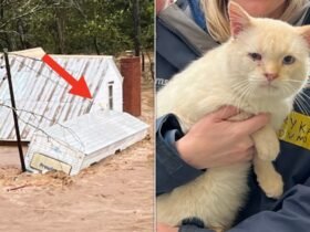 Cat Who Floated Away On Top Of Camper Roof Finds Way Back To Family