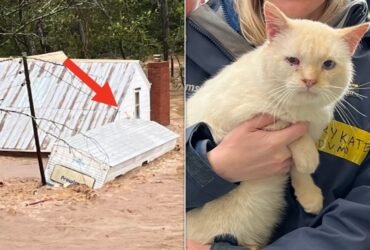 Cat Who Floated Away On Top Of Camper Roof Finds Way Back To Family