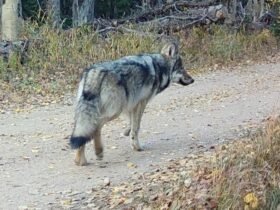 Colorado Parks and Wildlife to stop search for wolf pup left alone