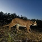 Colorado man kills mountain lion with shovel in Cañon City campground