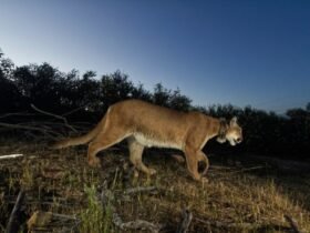 Colorado man kills mountain lion with shovel in Cañon City campground