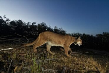 Colorado man kills mountain lion with shovel in Cañon City campground