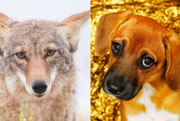 This pictuire shows two side-by-side face closeups of a coyote (left) and a beagle making big puppy eyes at the camera (right). Coyotes have muscles used to make those wistful heart-tugging looks, a new study finds.