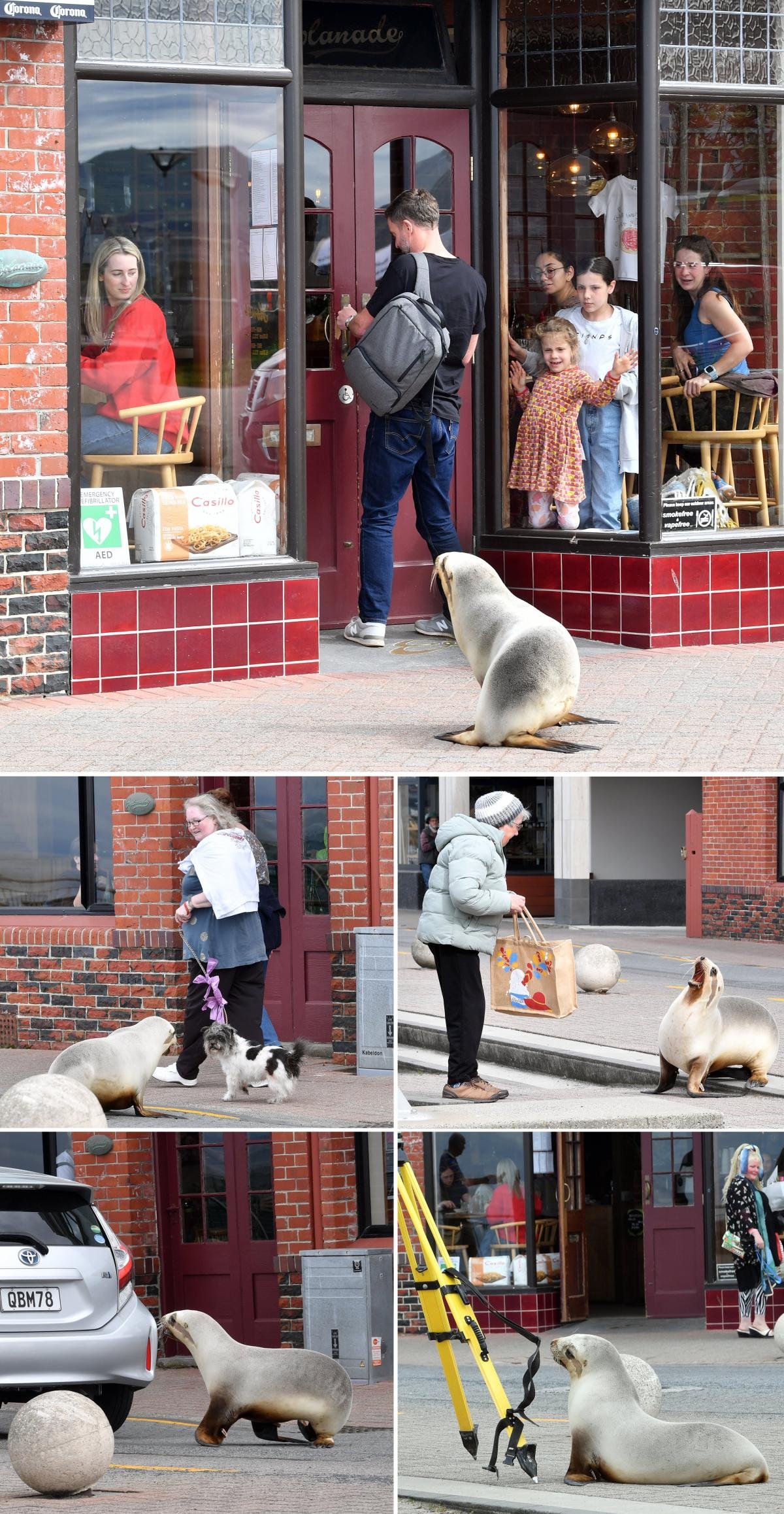 Curious sea lion centre of attention