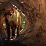 De-extinction company Colossal claims it has nearly complete thylacine genome