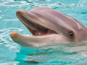 Dolphins May Actually Smile at One Another For The Same Reasons We Do : ScienceAlert