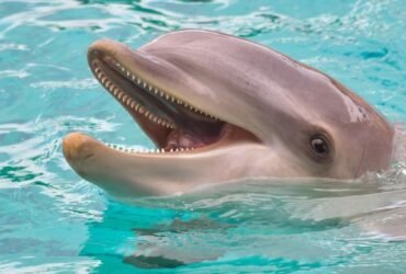 Dolphins May Actually Smile at One Another For The Same Reasons We Do : ScienceAlert